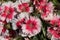 Salmon Pink and White Dianthus Flowers.