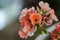 A salmon pink zonal or garden geranium Pelargonium zonale and Pelargonium inquinans cross close up