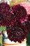 Salmon Queen Black Pompom Black Knight pincushion flower bouquet closeup