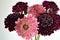 Salmon Queen Black Pompom Black Knight pincushion flower bouquet white background