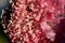 Salmon Queen pincushion floret detail macro micro