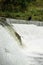 Salmon run. Big fish is jumping against the current in river going up the waterfall. the