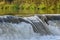 Salmon Run on the Humber River at Old Mill Park in Canada