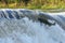 Salmon Run on the Humber River at Old Mill Park in Canada