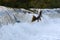 Salmon Run on the Humber River at Old Mill Park in Canada