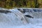 Salmon Run on the Humber River at Old Mill Park in Canada