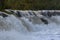 Salmon Run on the Humber River at Old Mill Park in Canada