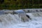 Salmon Run on the Humber River at Old Mill Park in Canada