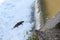 Salmon Run on the Humber River at Old Mill Park in Canada