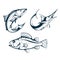 Salmon. Sea Perch and Marlin. Symbols of Fishery Sport. Seafood Symbols. Salmon, Sea Bass and Marlin for Fishing Design. Fishing