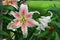 Salmon Stargazer Oriental lilies blooming