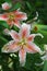 Salmon Stargazer Oriental lilies blooming