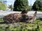 Salmon statue at the beginning of Discovery Trail loop trail near Abbotsford, BC, Canada.