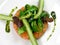 Salmon tartar with asparagus and salad