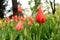 Salmon Tulips