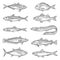 Salmon, tuna, mackerel, carp, cod fish sketches