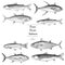 Salmon Tuna and Trout Illustrations