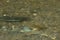 A salmon underwater in shallow river edge