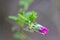 Salmonberry Rubus spectabilis, budding lilac flower