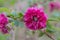 Salmonberry Rubus spectabilis flore plena, double-flowered lilac