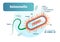 Salmonella bacteria micro biological vector illustration cross section labeled diagram. Medical research information poster.