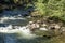 Salmons in Ketchikan Creek River