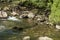 Salmons in Ketchikan Creek River