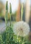 Salsify Macro in Summer dandelion