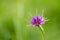 Salsify Tragopogon porrifolius flower