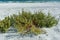 Salsola kali - weed plant with prickly leaves on the Black Sea shore