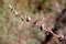 Salsola soda, Opposite-leaved saltwort,Barilla plant