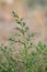 Salsola tragus, Salsola ruthenica. Wild plant shot in summer