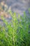 Salsola tragus, Salsola ruthenica. Wild plant shot in summer