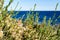 Salsola vermiculata on the seaside