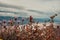 Salt Badwater Basin Panamint Mountains from Dante`s View ,Death Valley National Park