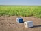 Salt blocks with minerals for cattle