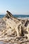 Salt Covered Dead Sea Driftwood