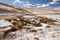 Salt covered plants and banks of Tso Kar lake, Ladakh, India