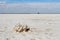 Salt-covered vegetation on the Baskunchak salt lake