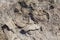 Salt Crust on Lake Eyre, a Salt Lake in South Australia