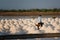 Salt farmers carry salt into the shed