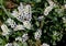 Salt heliotrope, Seaside heliotrope, Heliotropium curassavicum