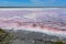 Salt lagoon,Dunaliella salina coloration,