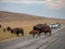 Salt Lake City, Antelope Island buffalo reservation, bison herd