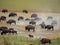 Salt Lake City, Antelope Island buffalo reservation, bison herd