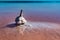 Salt Lake. Self-settling salt on wooden logs. Hypersaline water in a drying lake