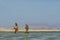 Salt lake with stones in desert of Ras Muhammad National Park