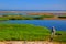 Through the Salt Marsh