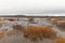 Salt marsh along the Icelandic coastline