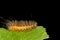 Salt Marsh Caterpillar- Estigmene acrea